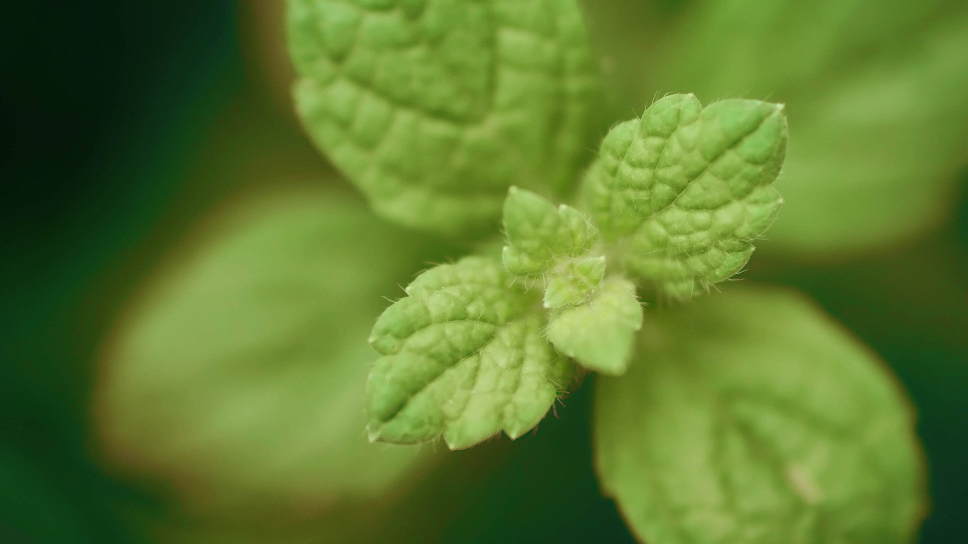 小清新,护眼壁纸,儿童桌面专用