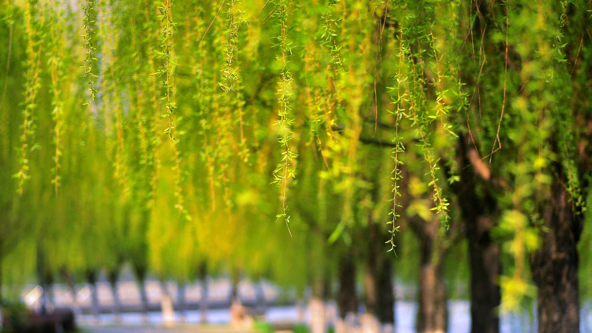 小清新,护眼壁纸,儿童桌面专用