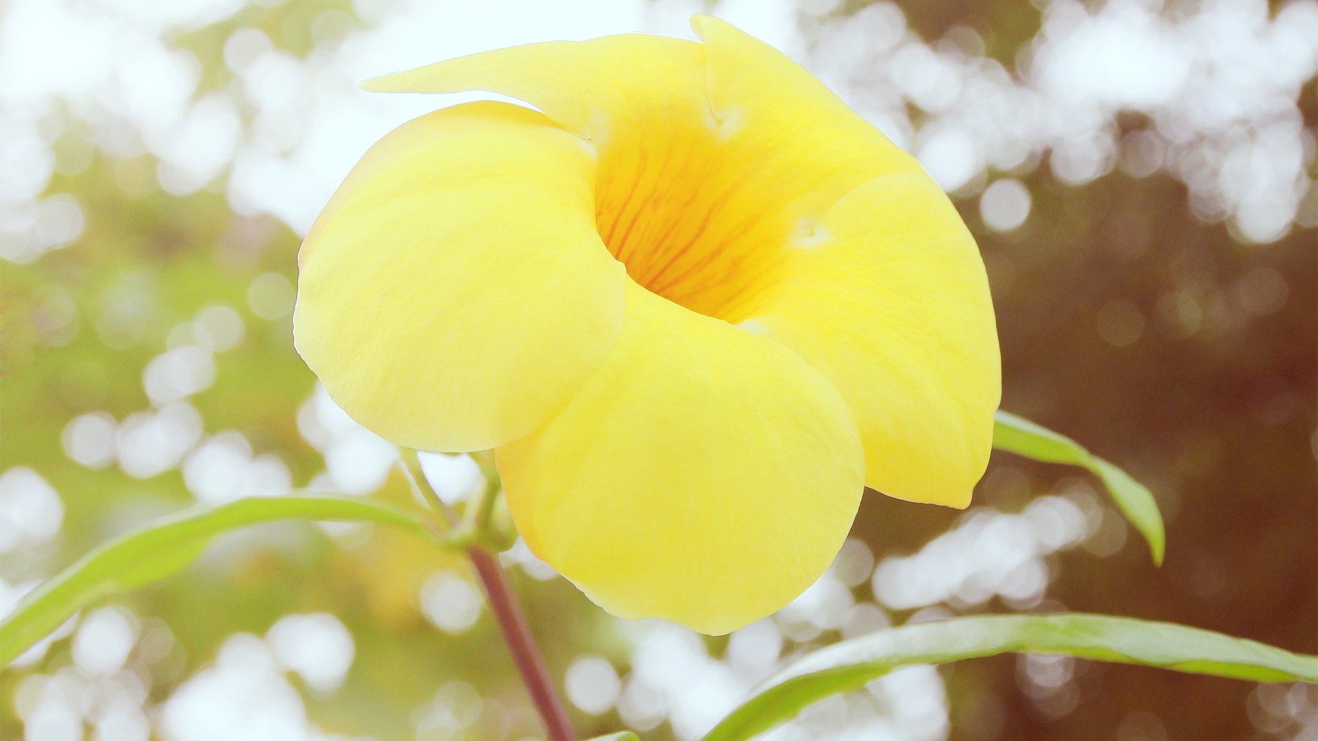 小清新,静物写真,美食,YBP摄影,@YBP摄影,儿童桌面专用