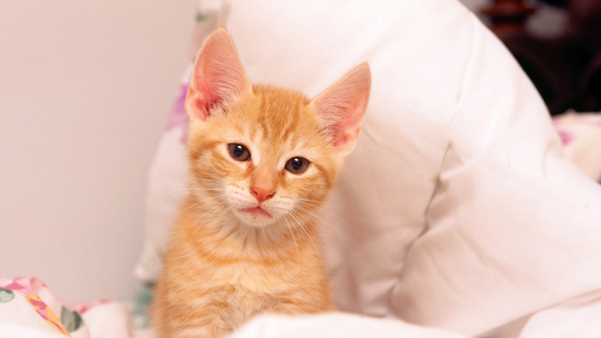 萌宠,喵星人,猫,可爱,卖萌,宠物,古灵精怪,儿童桌面专用