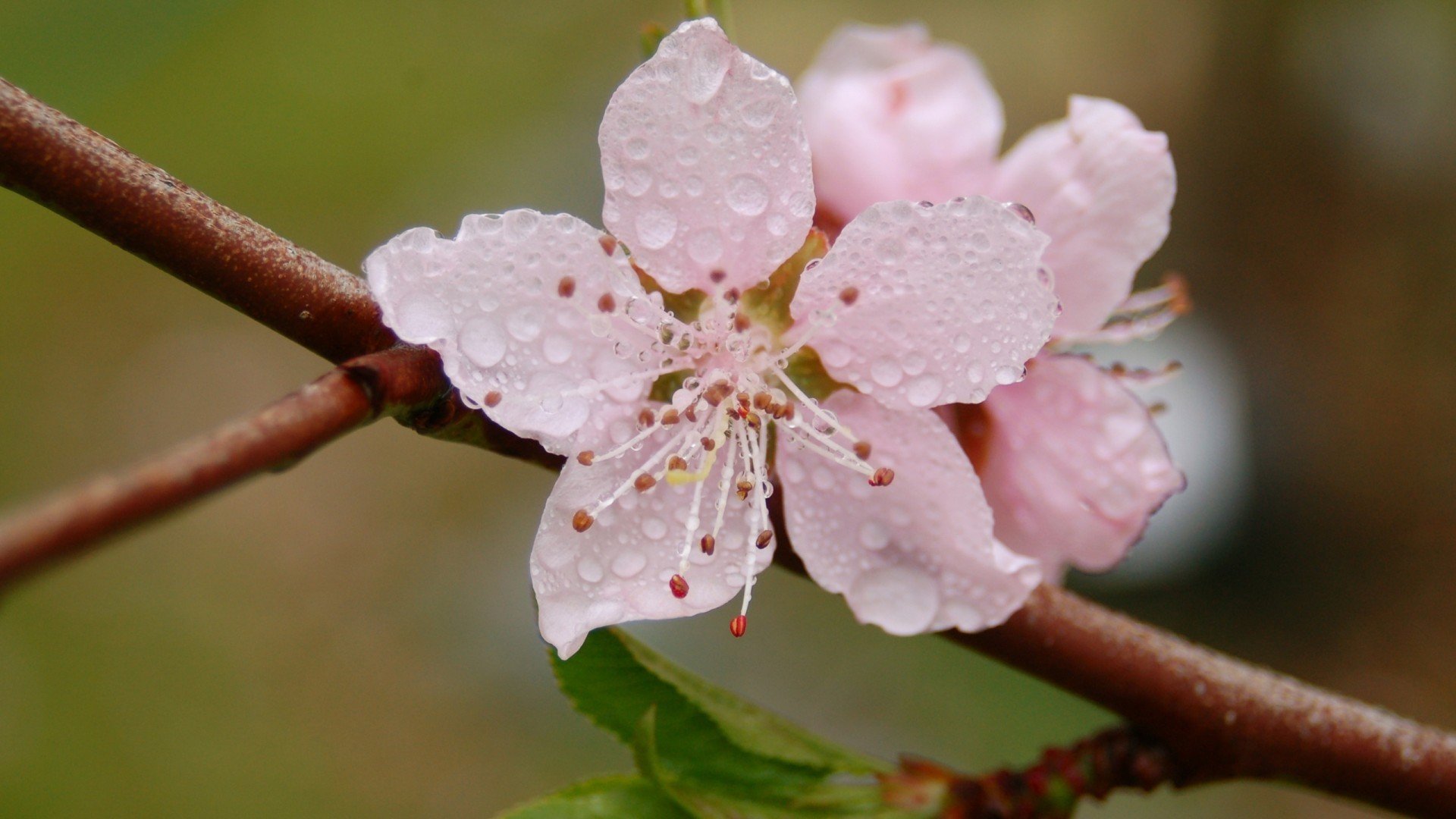 小清新,娇艳欲滴,花,儿童桌面专用