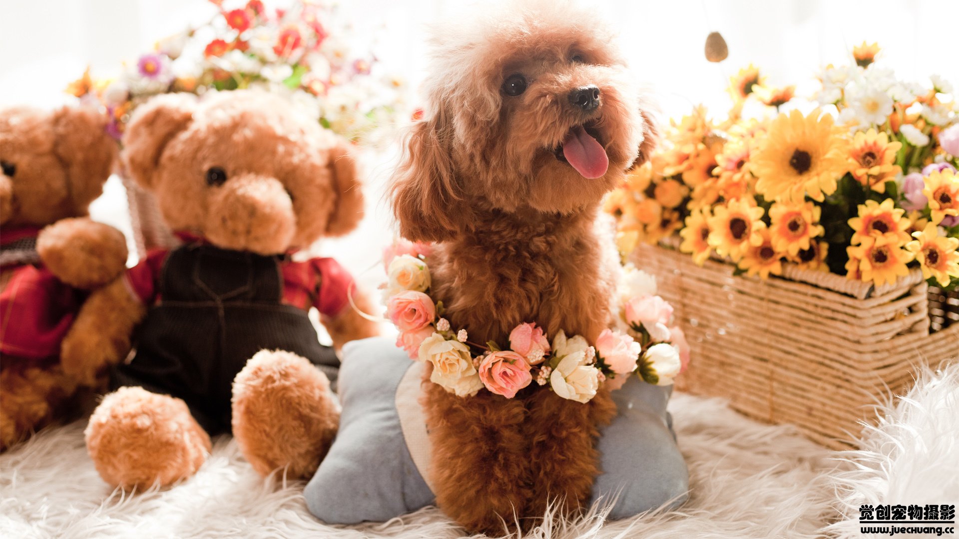 萌宠,汪星人,狗,可爱,卖萌,觉创摄影,@觉创摄影,儿童桌面专用