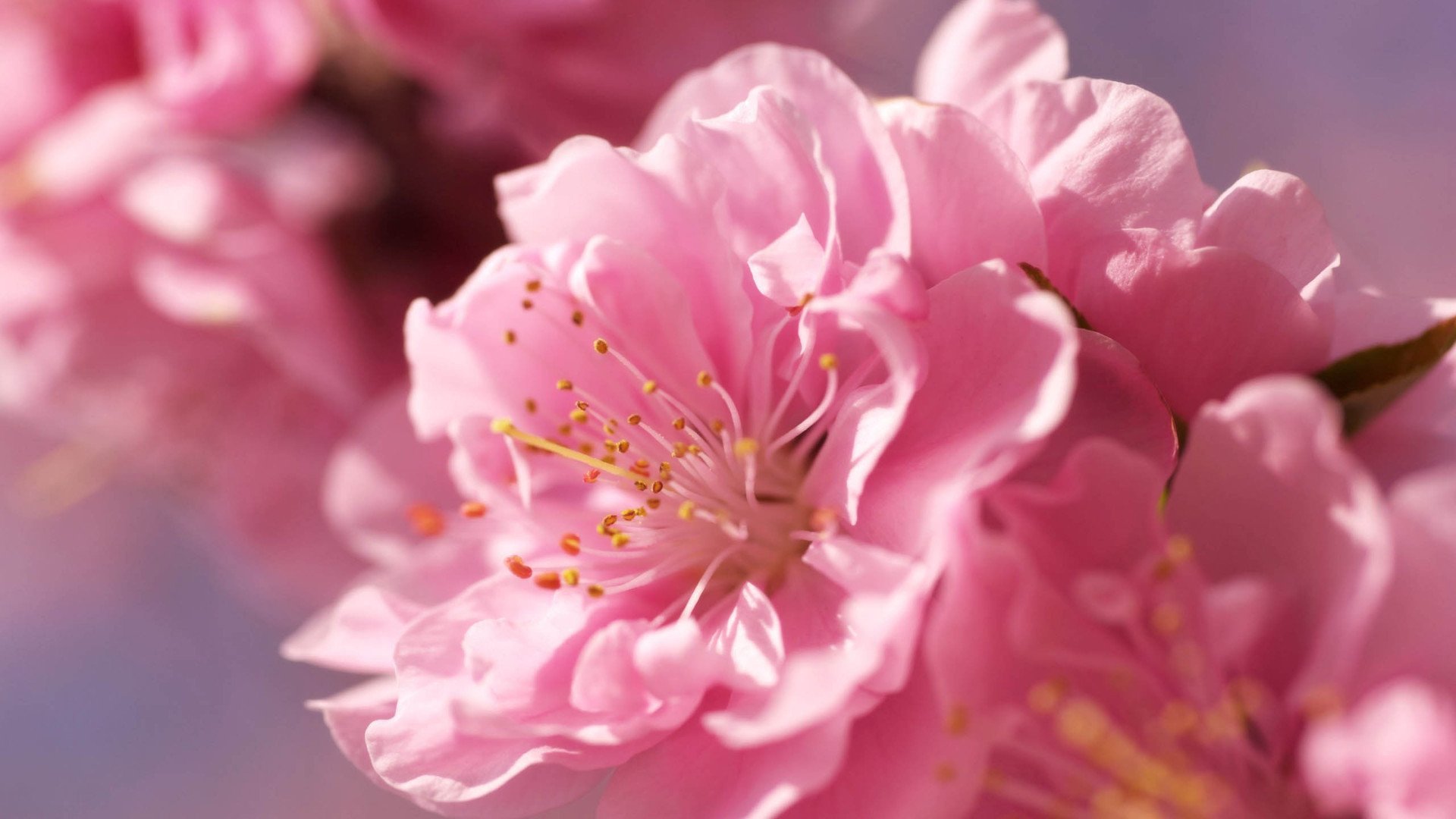 小清新,娇艳欲滴,花,儿童桌面专用