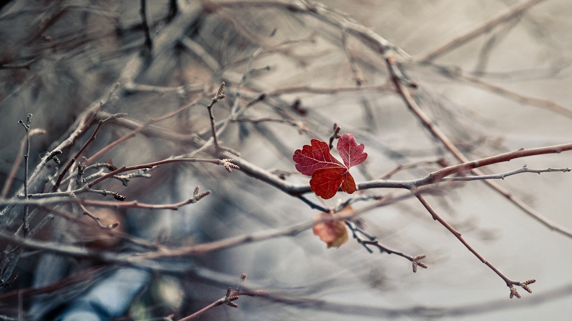 小清新,清新淡雅,枫叶,儿童桌面专用