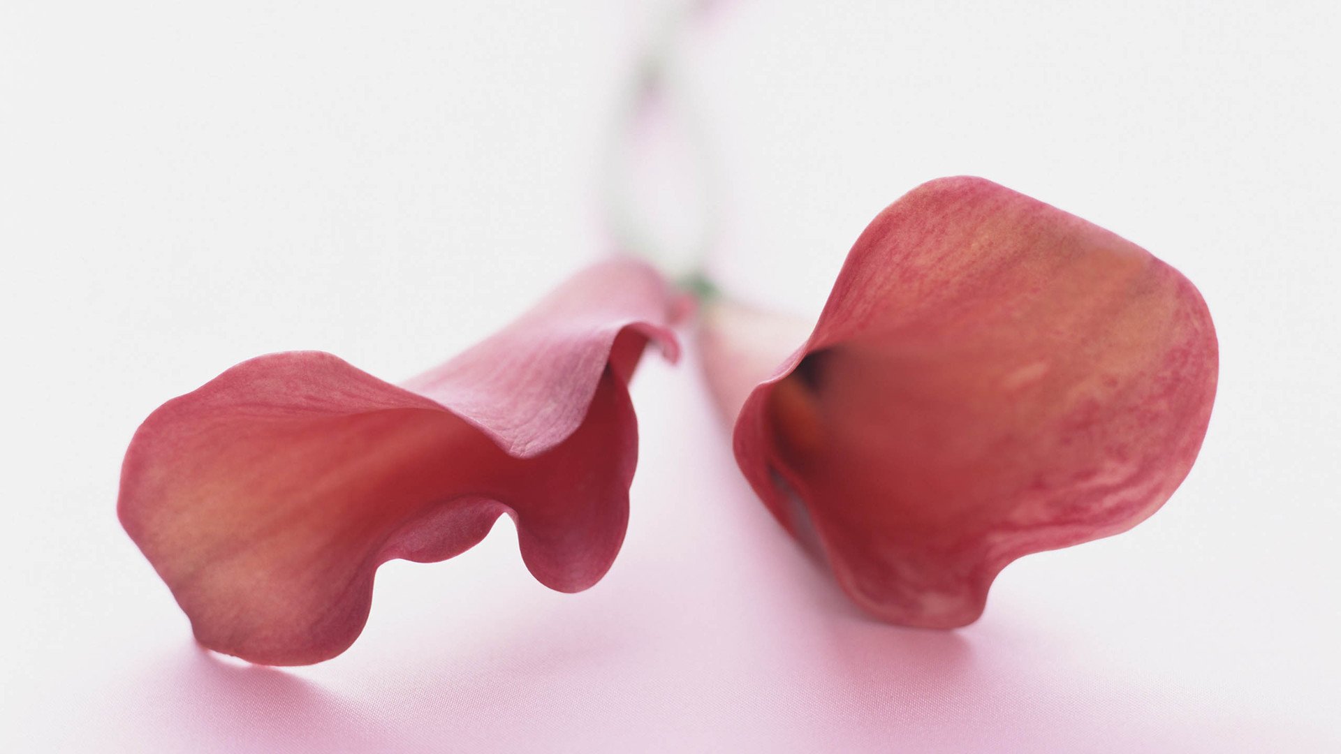 小清新,娇艳欲滴,花,儿童桌面专用