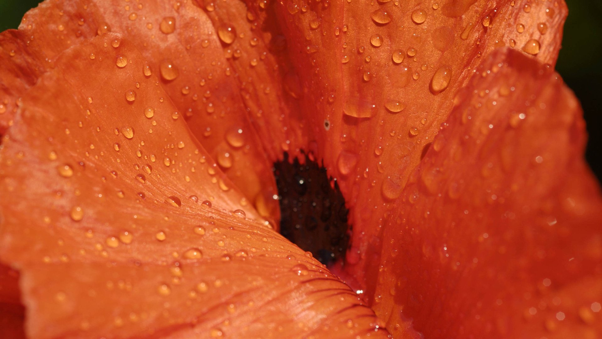 小清新,清新淡雅,娇艳欲滴,花,儿童桌面专用