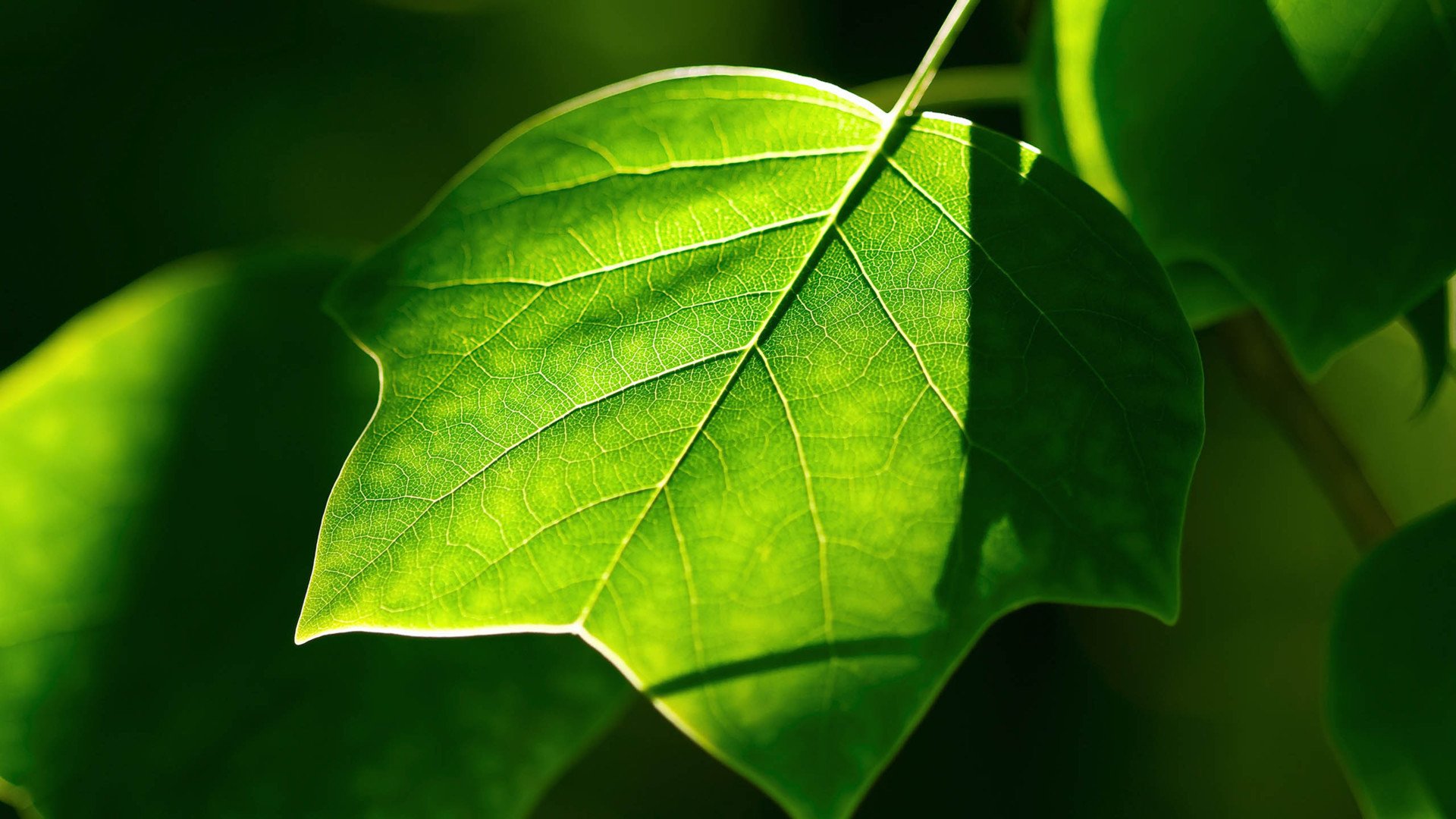 小清新,护眼壁纸,儿童桌面专用