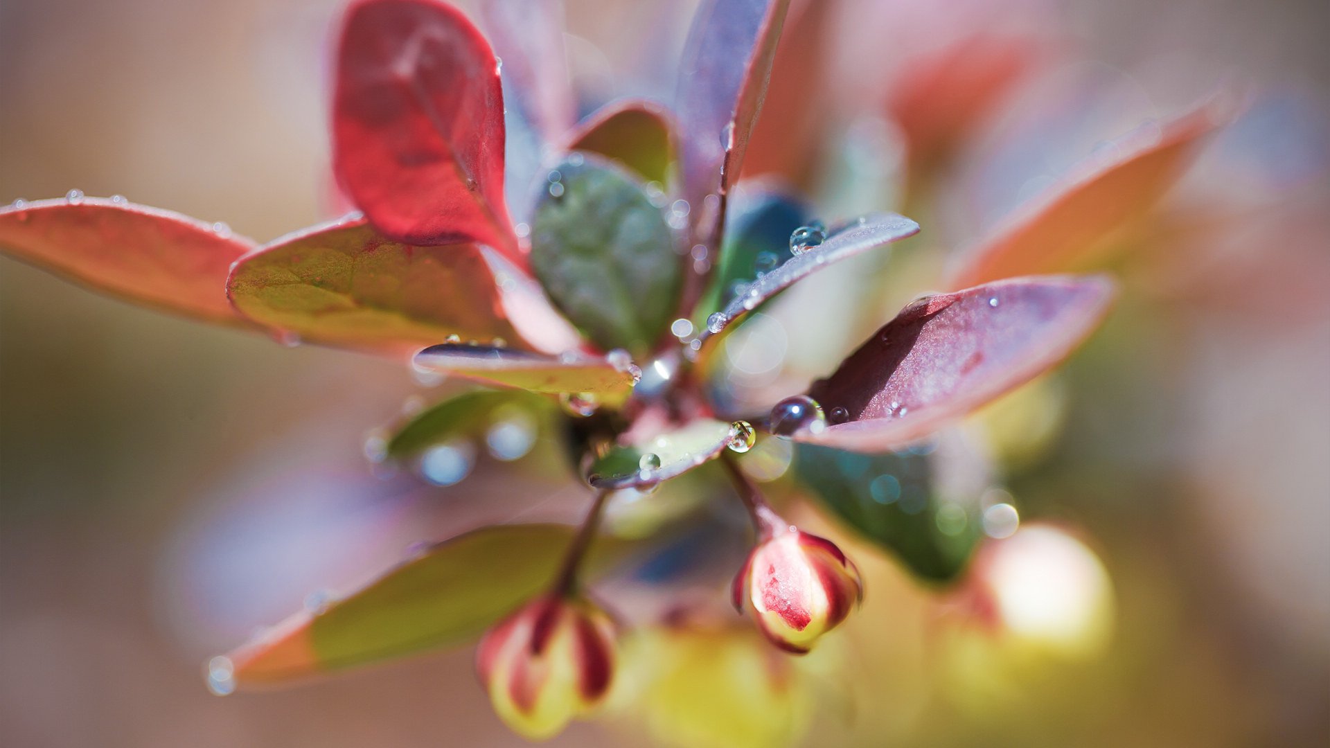 小清新,娇艳欲滴,清新淡雅,儿童桌面专用