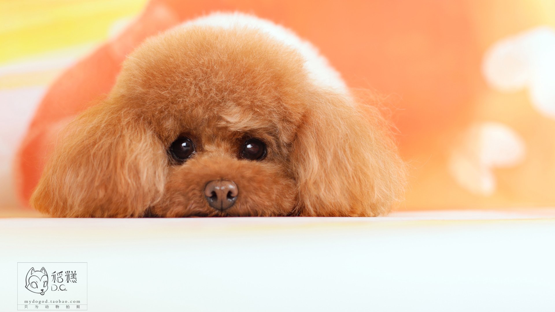 萌宠,稻糕摄影,狗,汪星人,古灵精怪,可爱,@稻糕DG宠物影像,儿童桌面专用