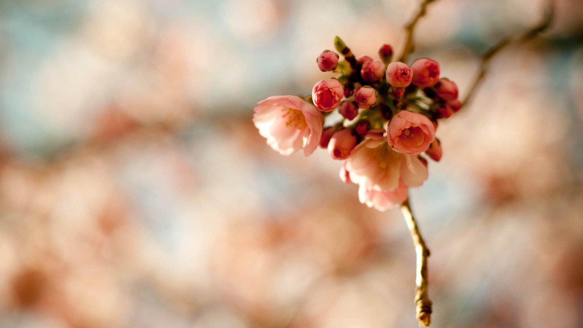 小清新,娇艳欲滴,花,儿童桌面专用