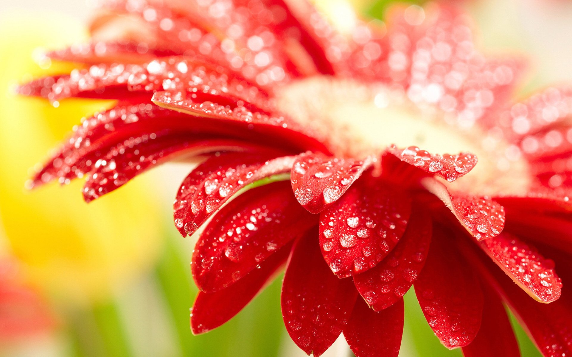 风景,春意盎然,花卉,儿童桌面专用