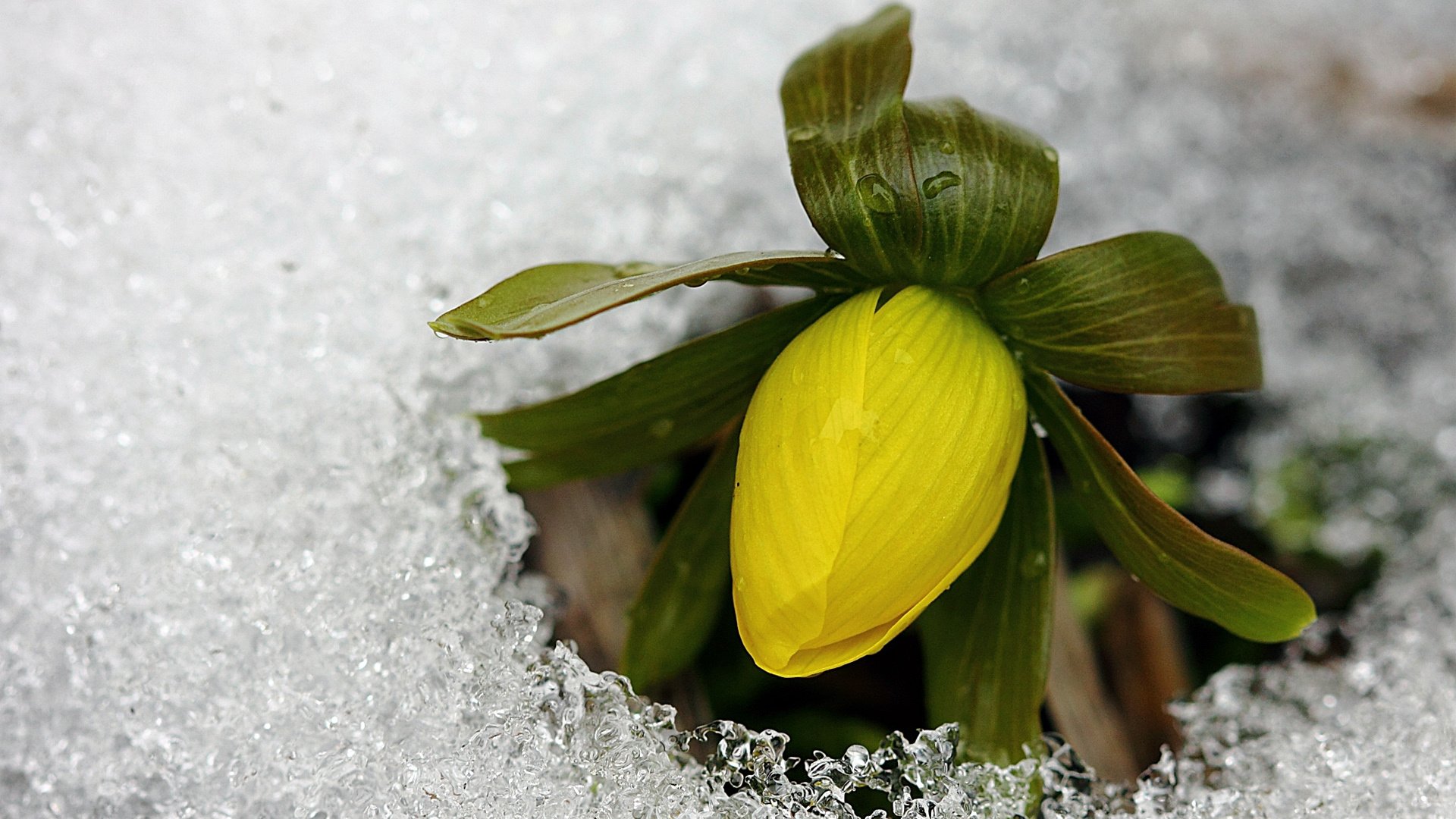 小清新,娇艳欲滴,花,儿童桌面专用
