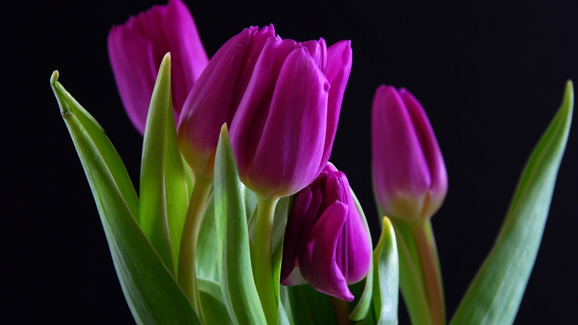 小清新,娇艳欲滴,花,儿童桌面专用