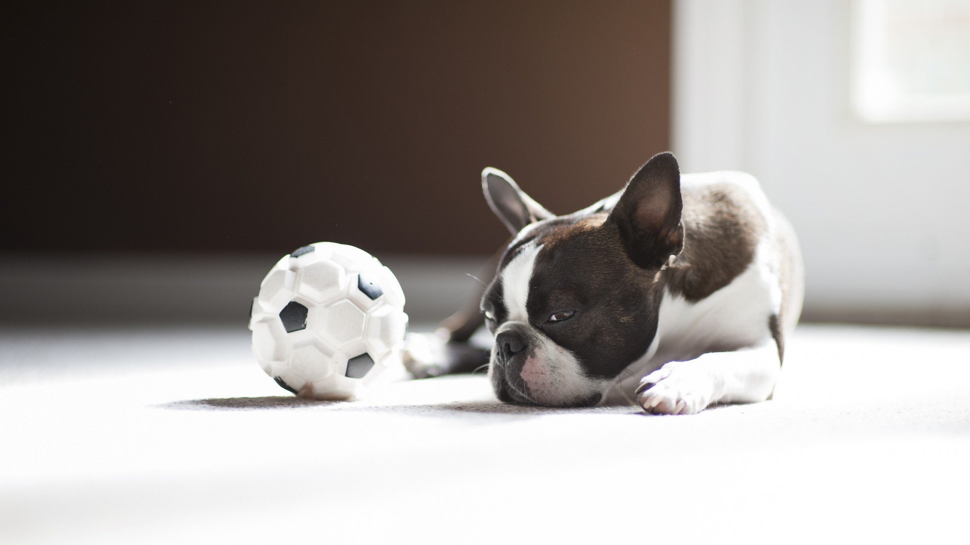 萌宠,狗,汪星人,卖萌图,可爱,古灵精怪,儿童桌面专用