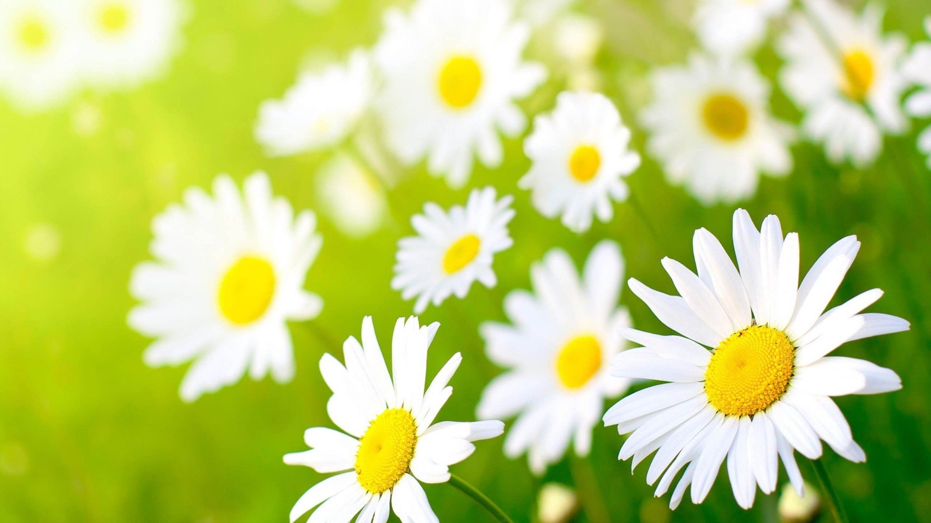 风景,春意盎然,儿童桌面专用