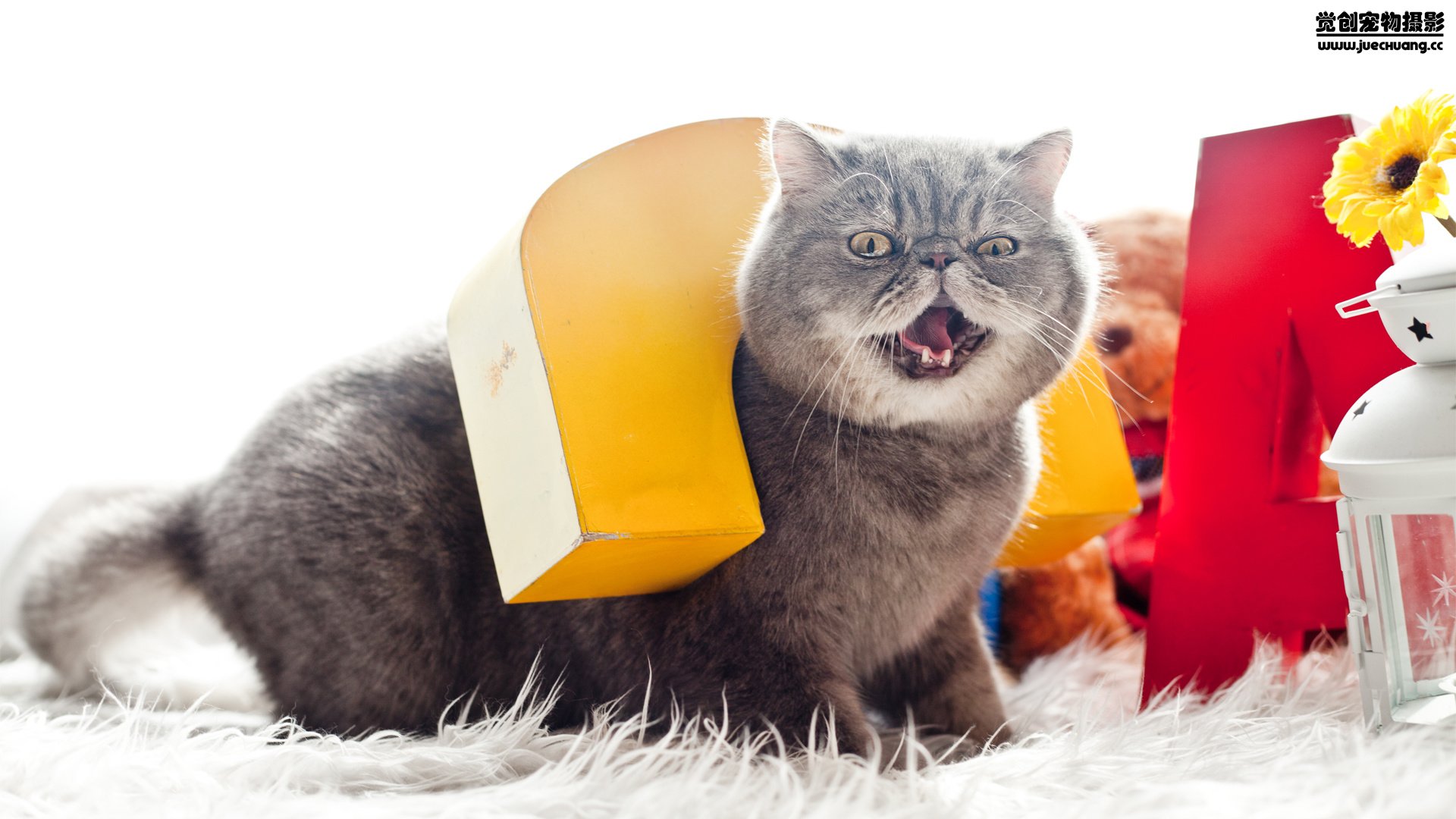 萌宠,觉创摄影,喵星人,喵,可爱,卖萌图,@觉创摄影,儿童桌面专用