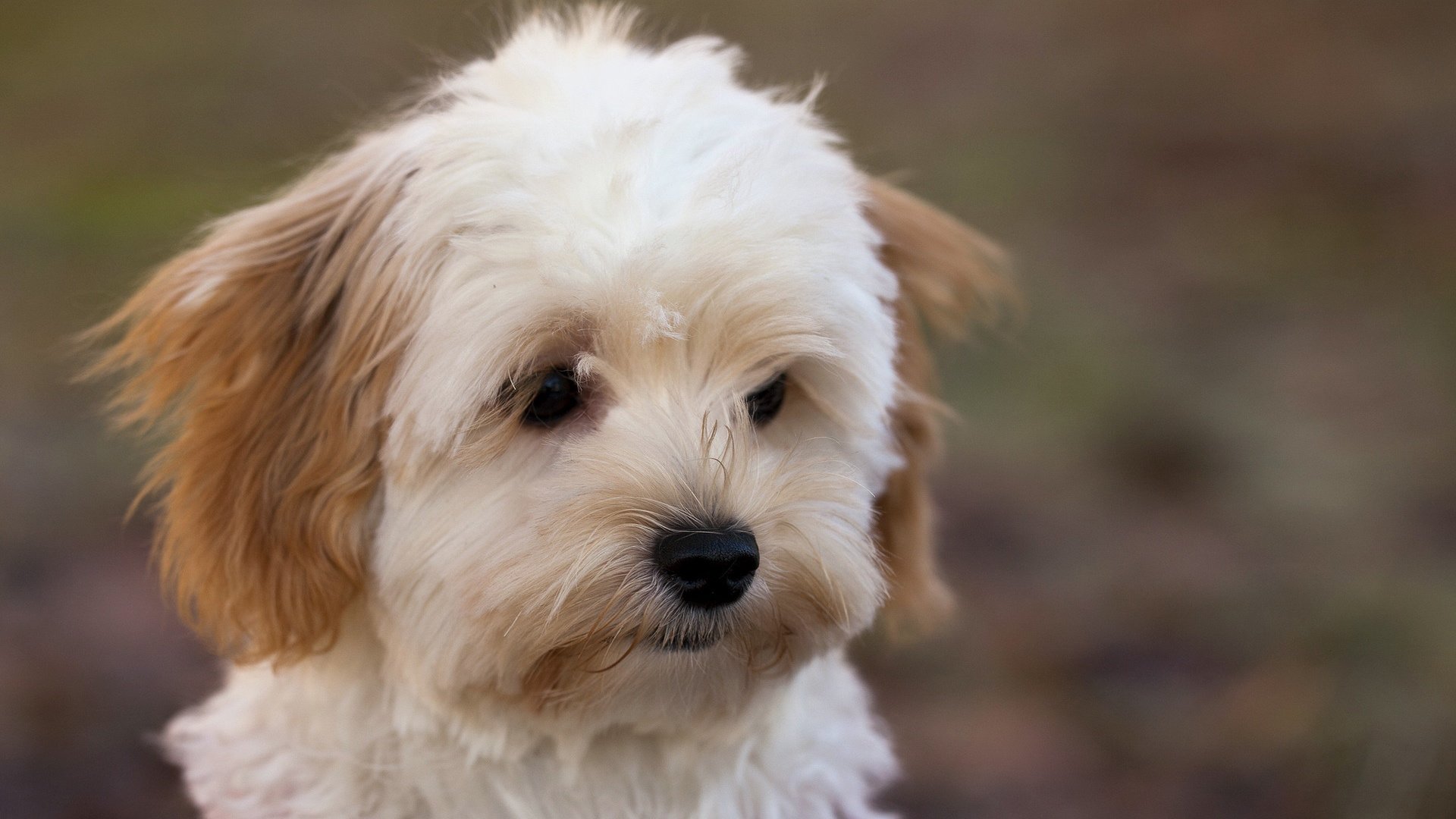 萌宠,汪星人,狗,可爱,卖萌图,儿童桌面专用