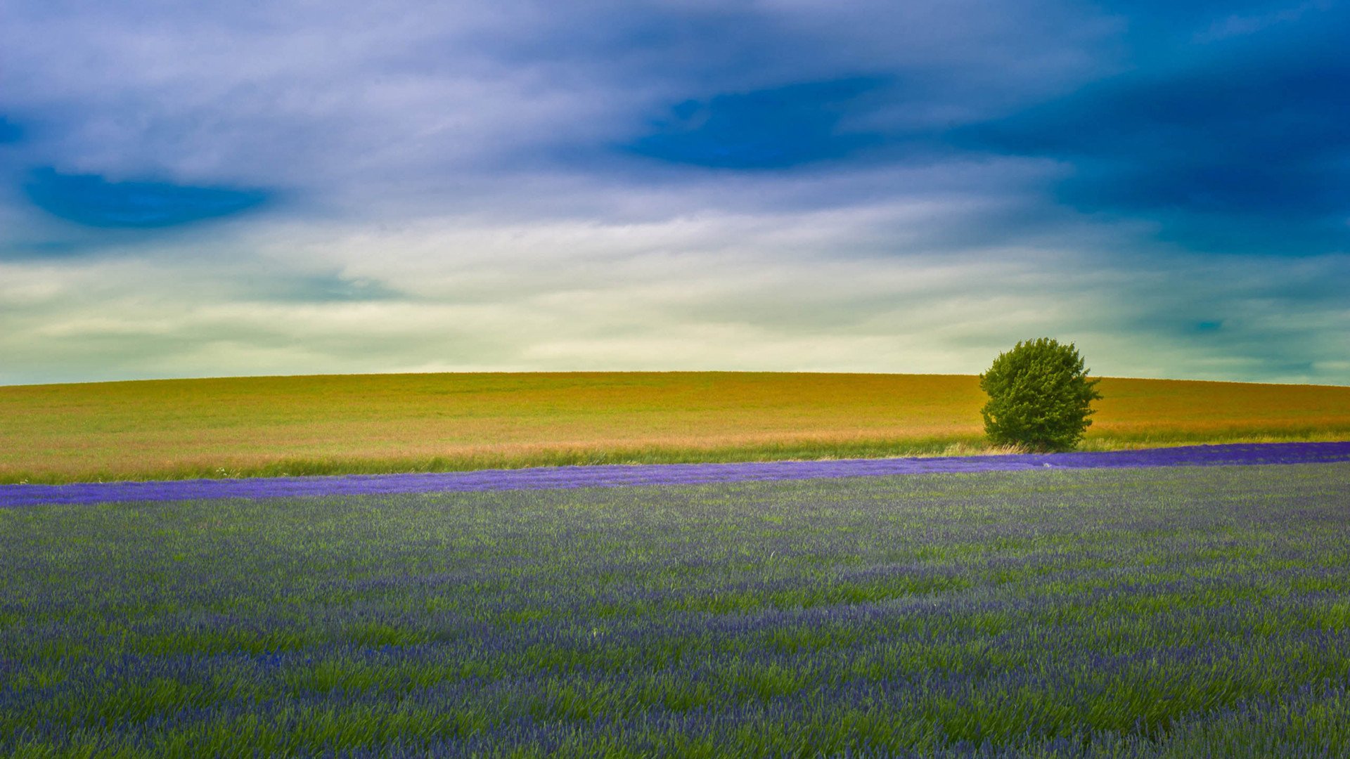 小清新,娇艳欲滴,花,儿童桌面专用