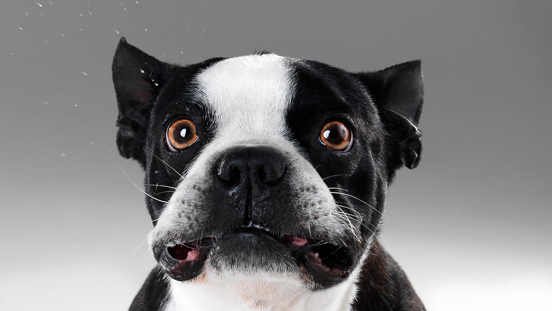 萌宠,汪星人,狗,古灵精怪,可爱,卖萌,宠物,儿童桌面专用