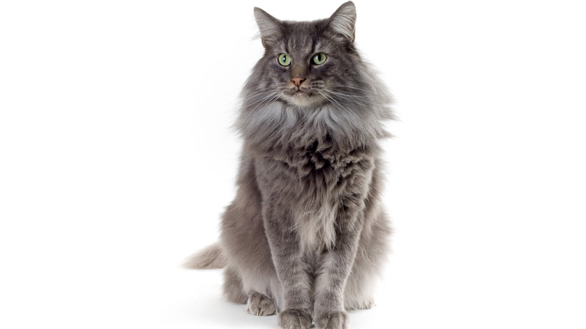 萌宠,喵星人,喵,可爱,卖萌图,古灵精怪,儿童桌面专用