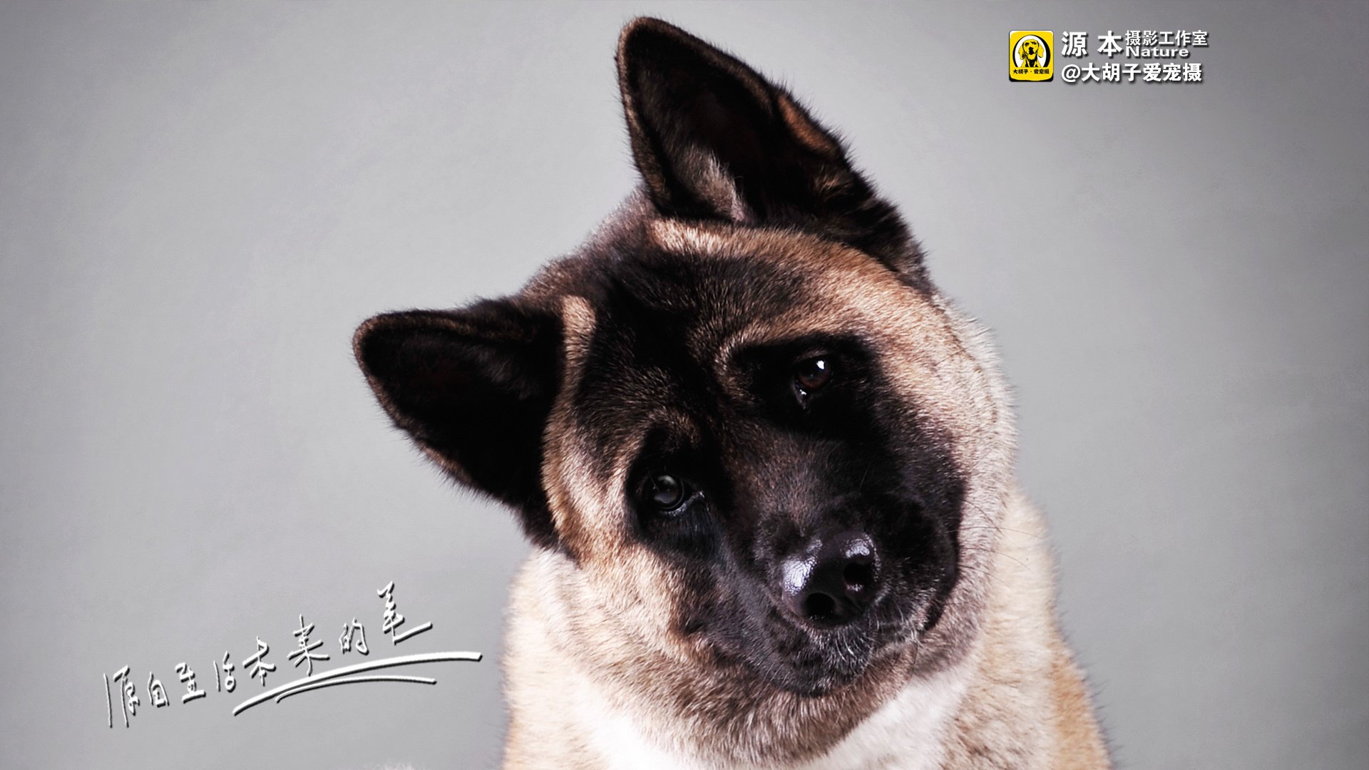 萌宠,狗,汪星人,卖萌图,可爱,古灵精怪,独家首发,源本摄影,@大胡子爱宠摄,儿童桌面专用