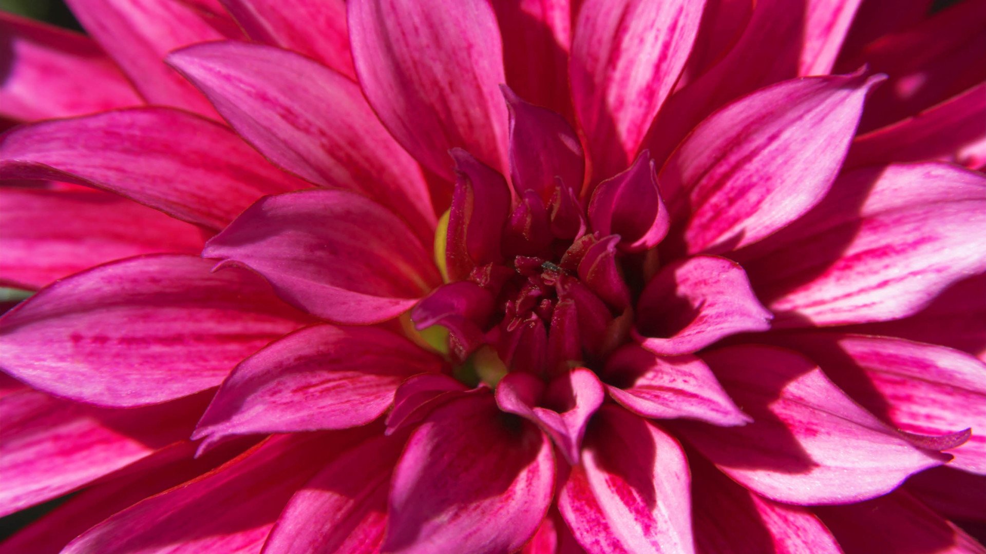 小清新,娇艳欲滴,花,儿童桌面专用