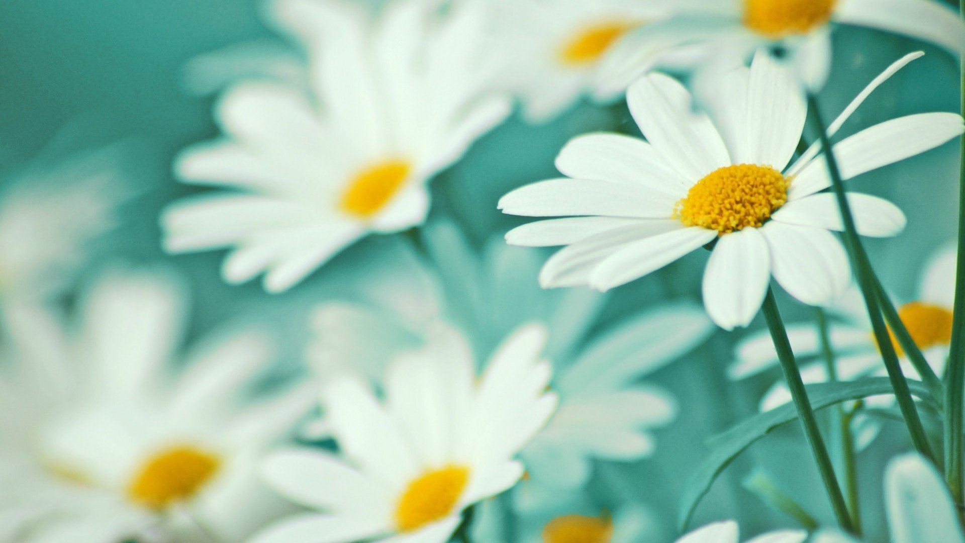 小清新,清新淡雅,娇艳欲滴,花,儿童桌面专用