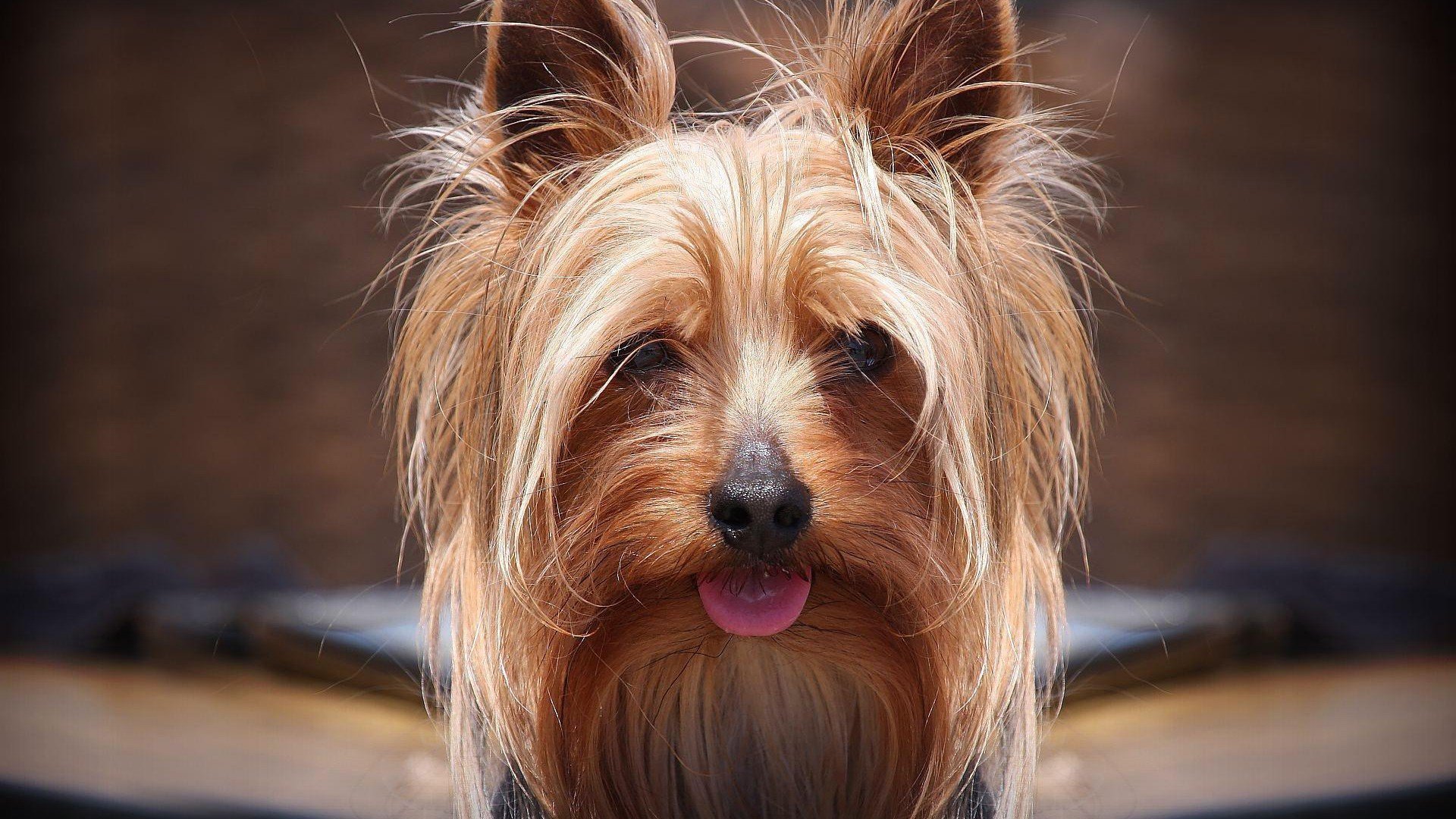 萌宠,汪星人,狗,古灵精怪,可爱,卖萌,宠物,儿童桌面专用