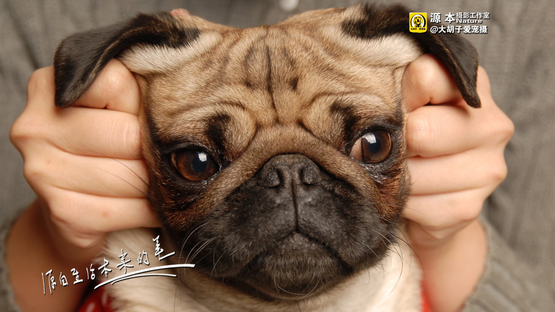 萌宠,狗,汪星人,古灵精怪,可爱,源本摄影,@大胡子爱宠摄,儿童桌面专用