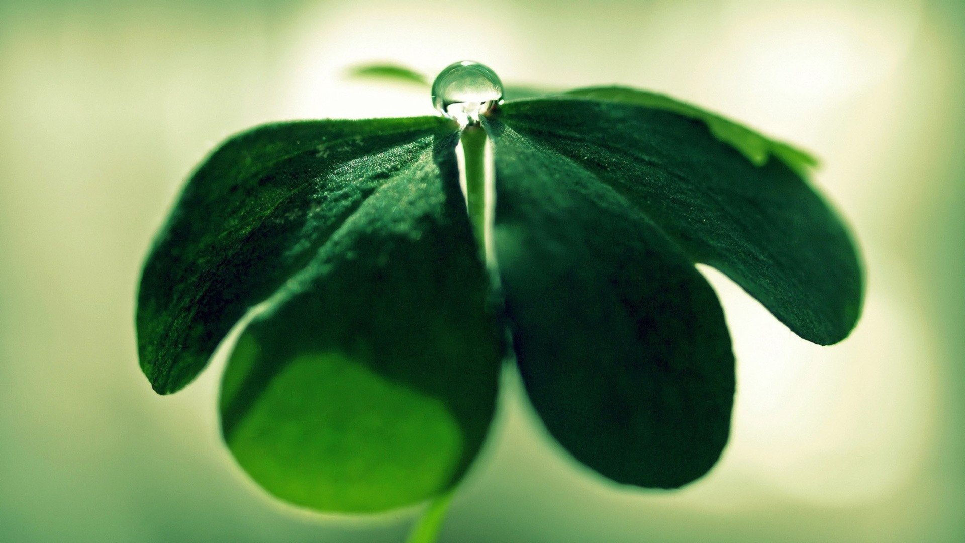 小清新,护眼壁纸,儿童桌面专用