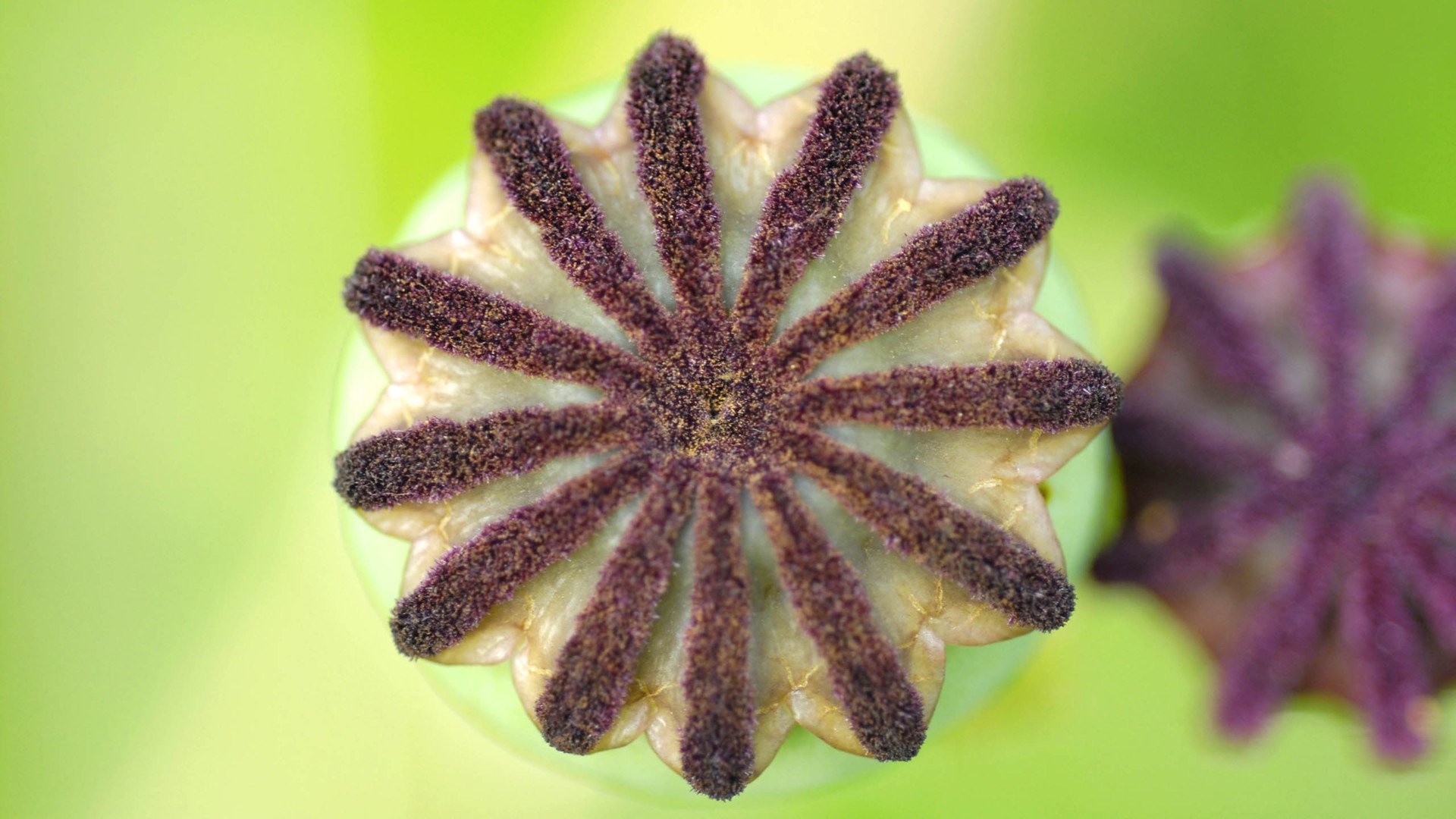 小清新,清新淡雅,娇艳欲滴,花,儿童桌面专用