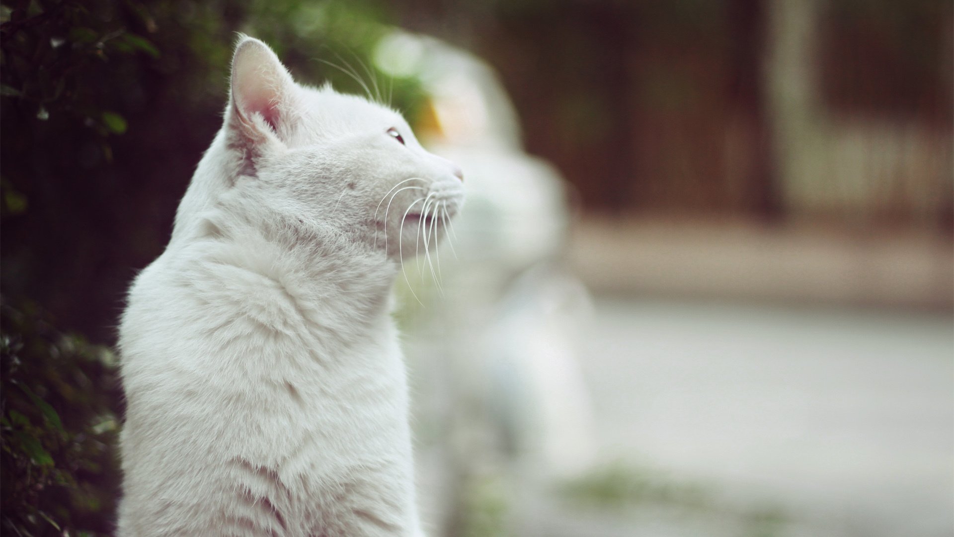 萌宠,喵星人,猫,卖萌图,可爱,古灵精怪,YBP摄影,儿童桌面专用