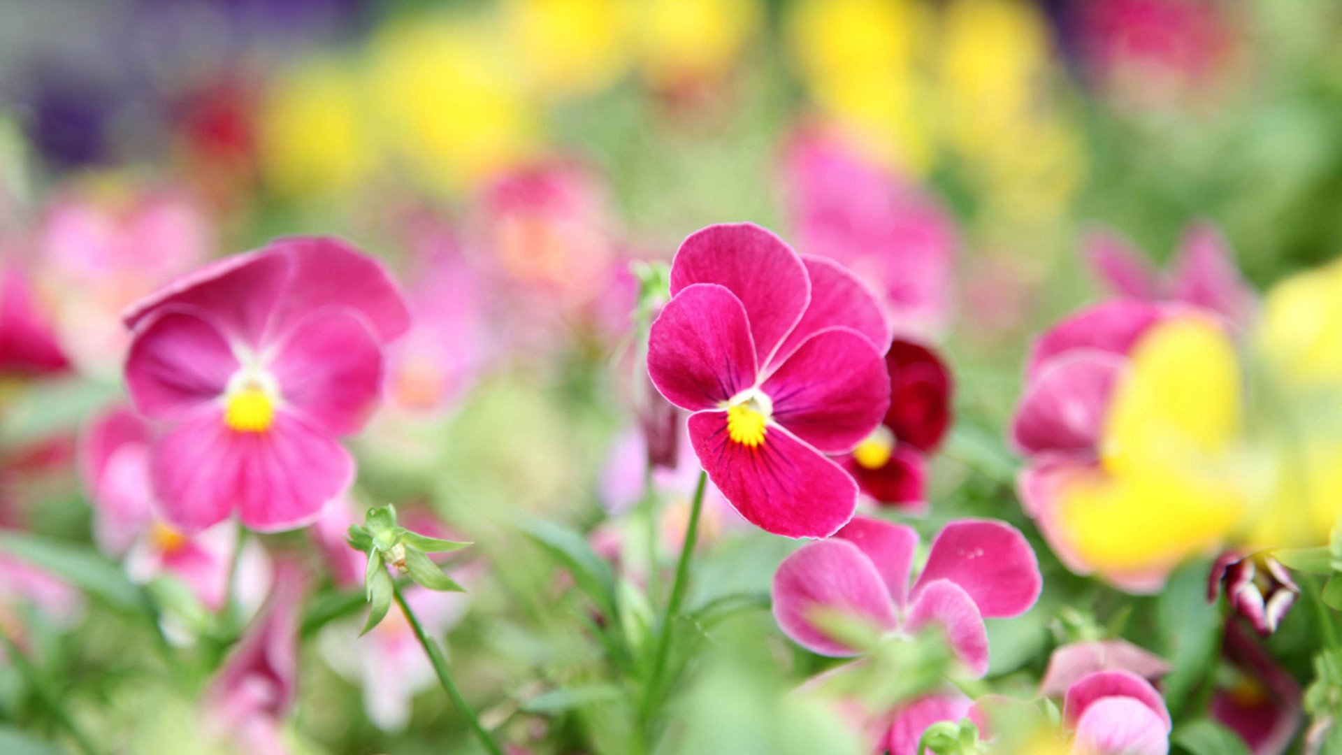 小清新,娇艳欲滴,花,儿童桌面专用