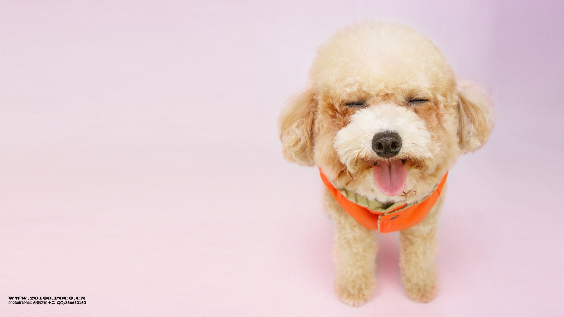 萌宠,狗,汪星人,卖萌图,古灵精怪,可爱,火柴摄影,独家首发,@摄影师火柴店的小二,儿童桌面专用