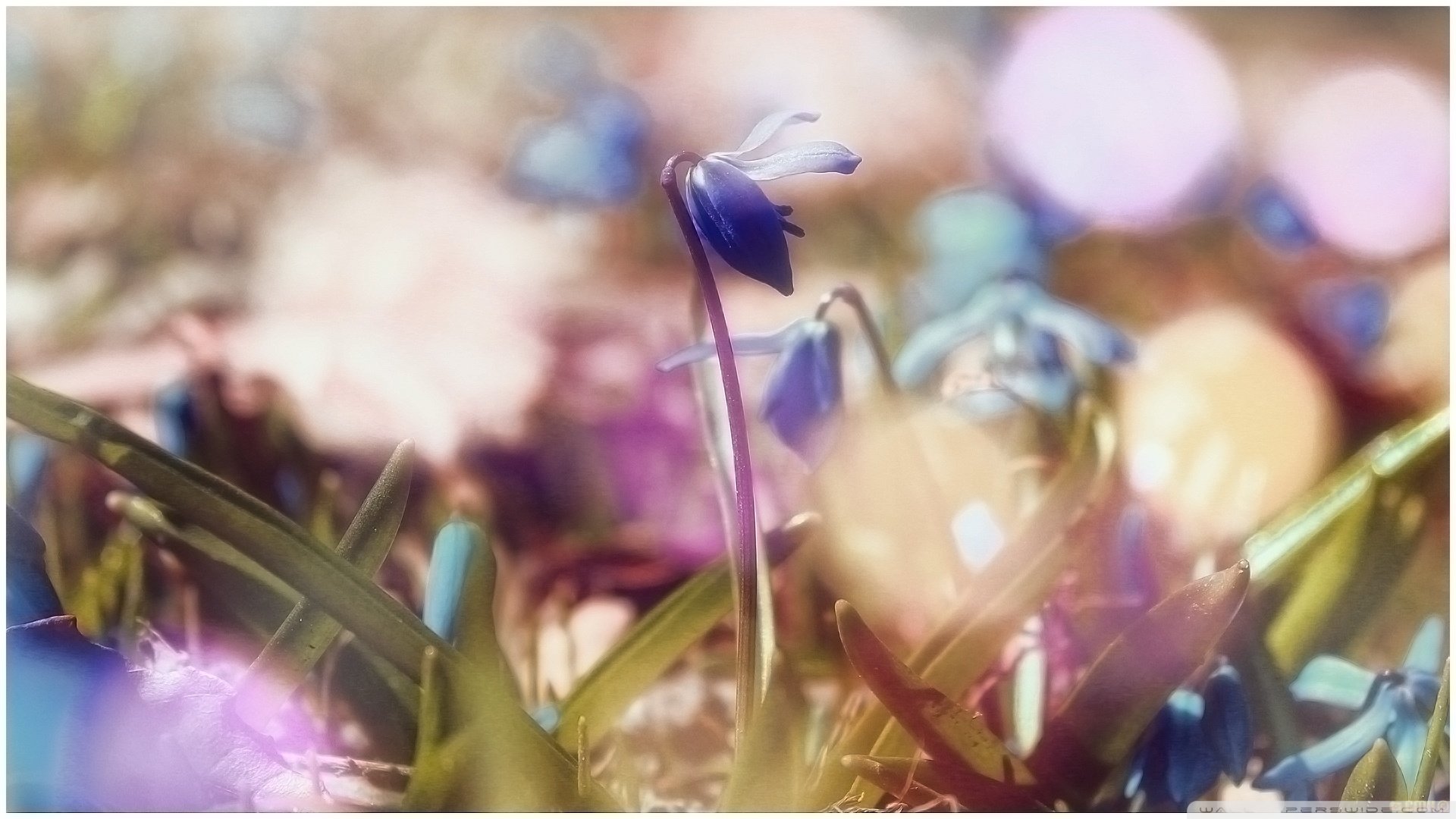 风景,春意盎然,儿童桌面专用