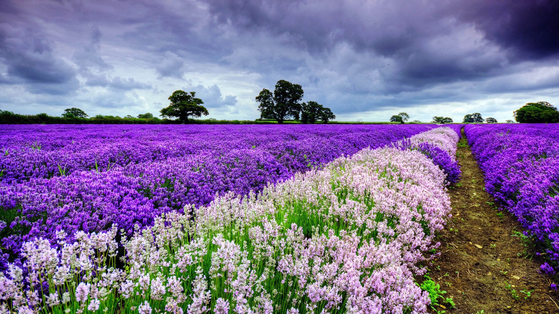 小清新,娇艳欲滴,花,儿童桌面专用