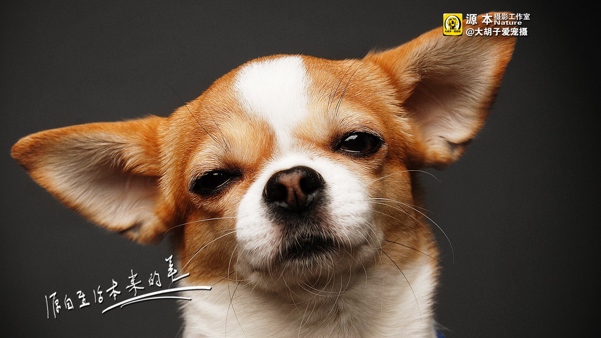 萌宠,狗,汪星人,卖萌图,可爱,古灵精怪,独家首发,源本摄影,@大胡子爱宠摄,儿童桌面专用