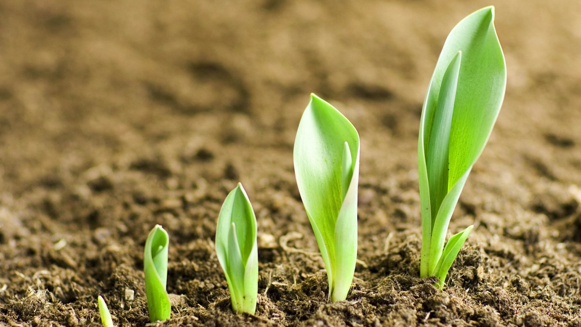 小清新,护眼壁纸,清新淡雅,儿童桌面专用