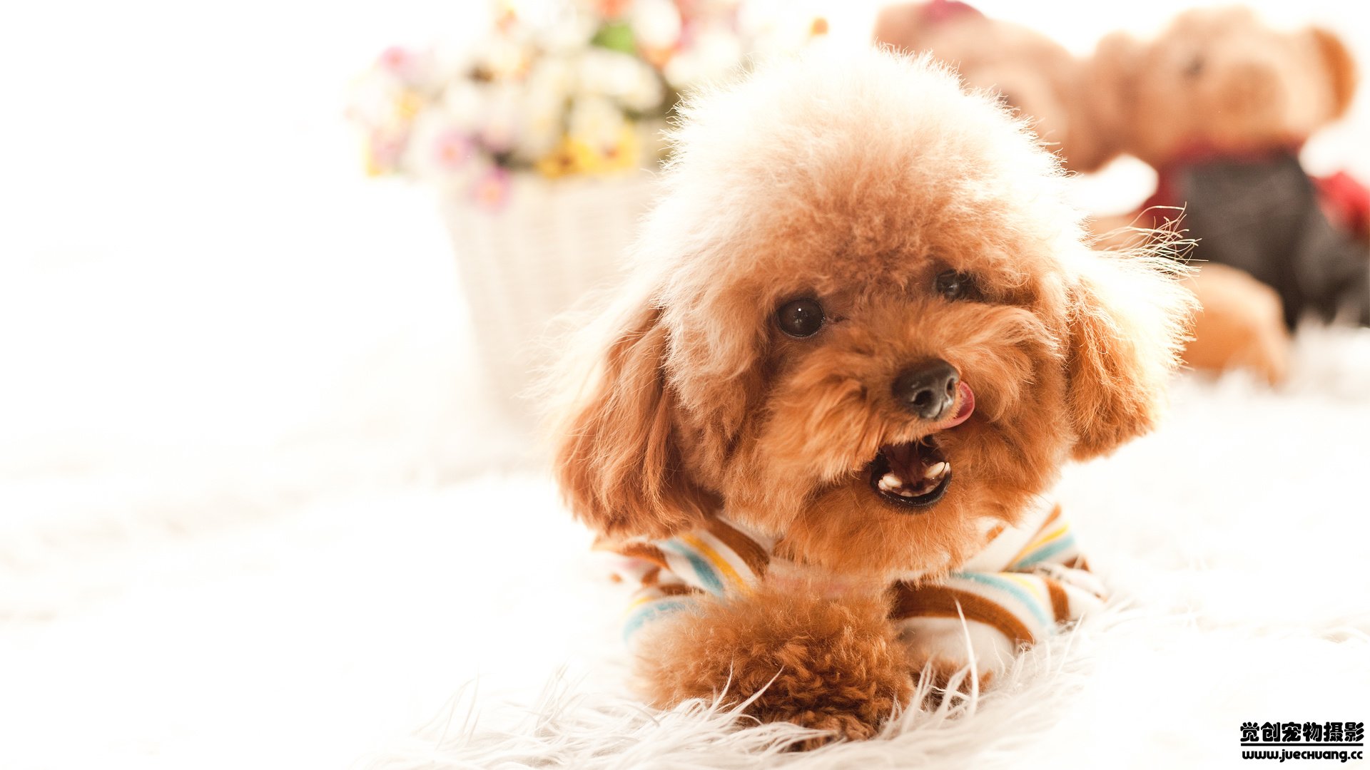 萌宠,汪星人,狗,可爱,卖萌,觉创摄影,@觉创摄影,儿童桌面专用