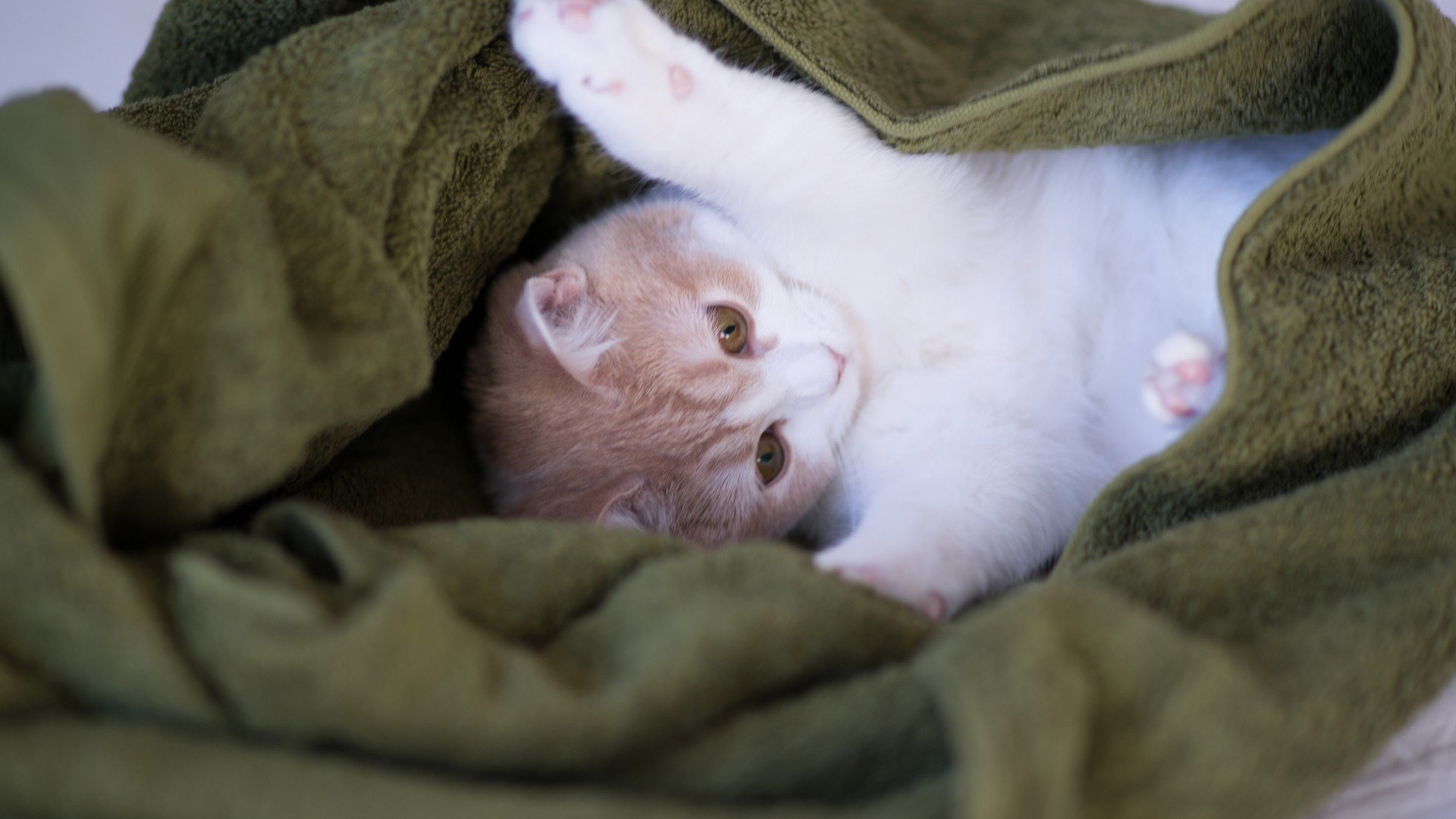 萌宠,猫,喵星人,卖萌图,可爱,古灵精怪,儿童桌面专用