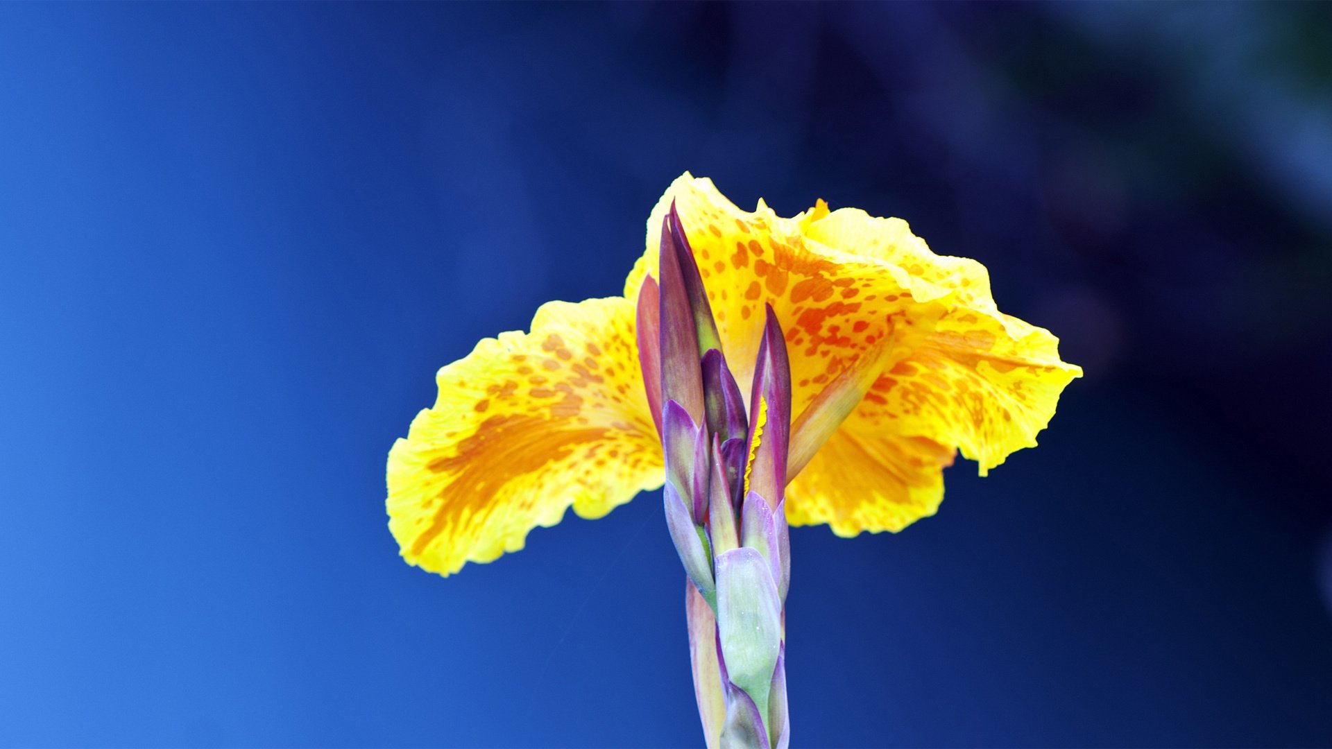 小清新,娇艳欲滴,花,儿童桌面专用