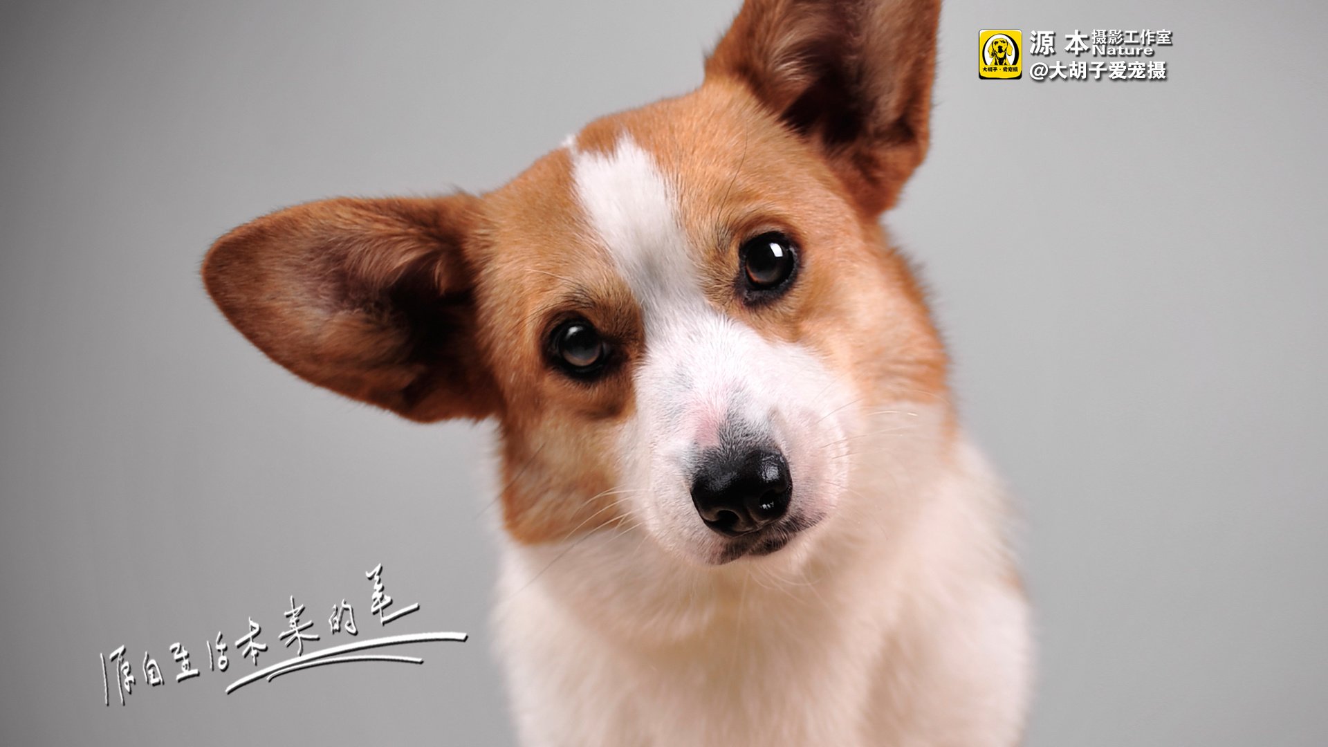 萌宠,狗,汪星人,卖萌图,可爱,古灵精怪,独家首发,源本摄影,@大胡子爱宠摄,儿童桌面专用