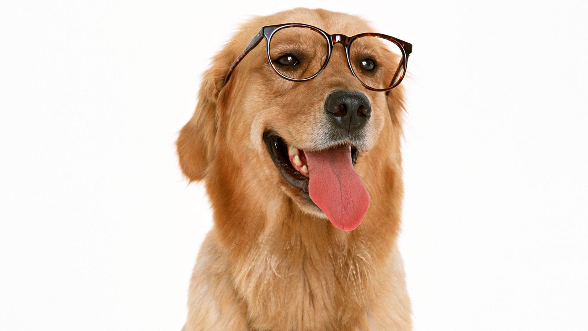 萌宠,汪星人,狗,可爱,卖萌图,儿童桌面专用