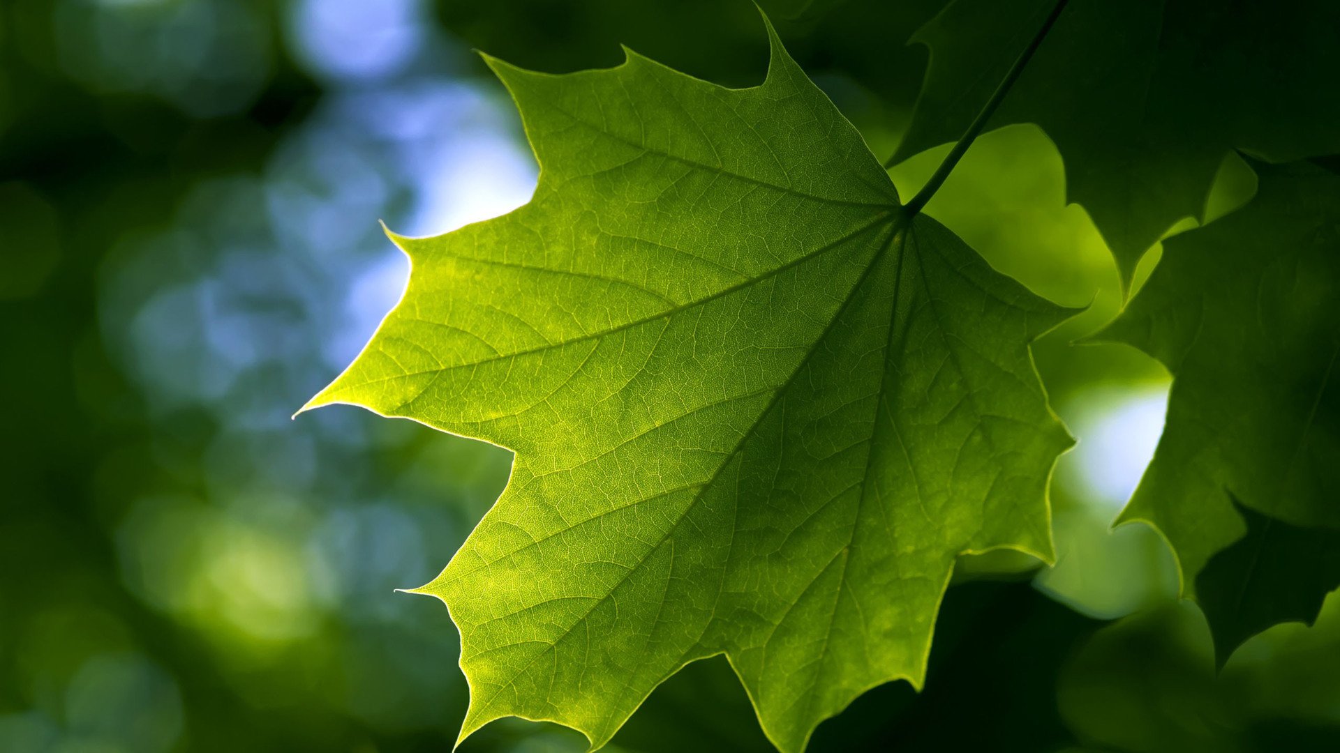 小清新,护眼壁纸,清新淡雅,儿童桌面专用