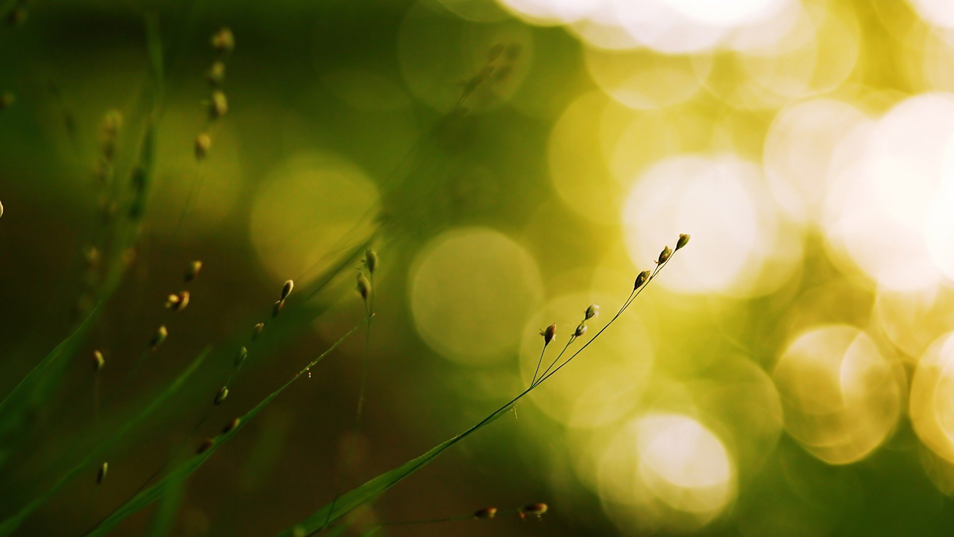 小清新,护眼壁纸,儿童桌面专用