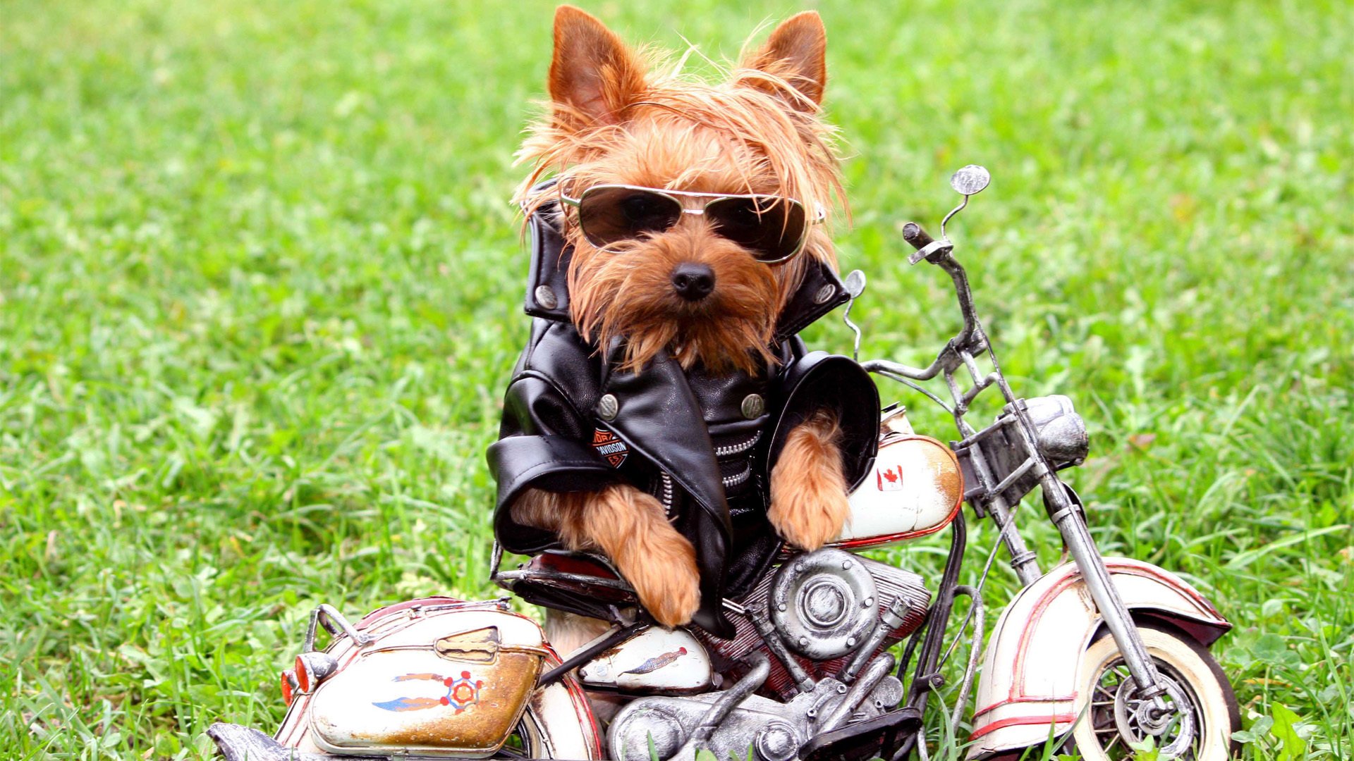 萌宠,汪星人,狗,可爱,卖萌图,古灵精怪,儿童桌面专用