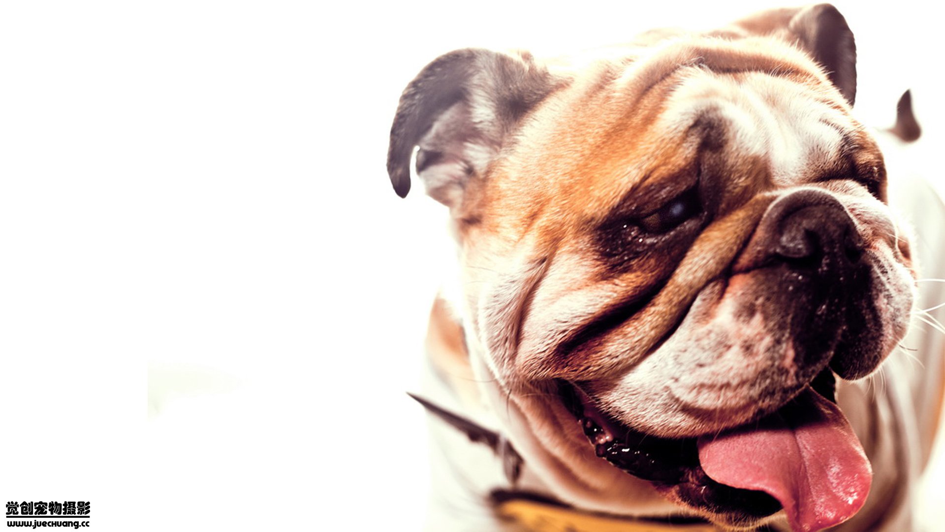 萌宠,汪星人,狗,可爱,卖萌,宠物,古灵精怪,觉创摄影,儿童桌面专用