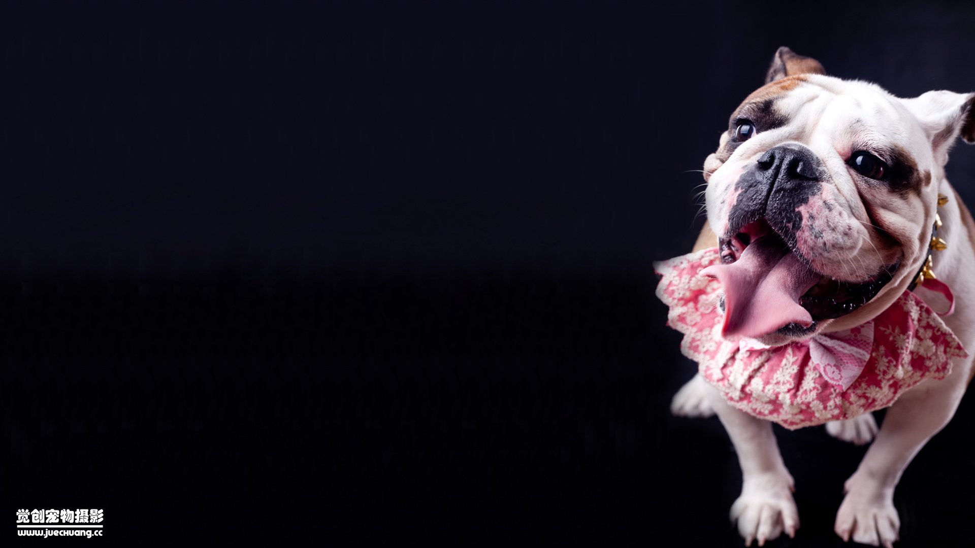 萌宠,汪星人,狗,可爱,卖萌图,古灵精怪,觉创摄影,@觉创摄影,儿童桌面专用