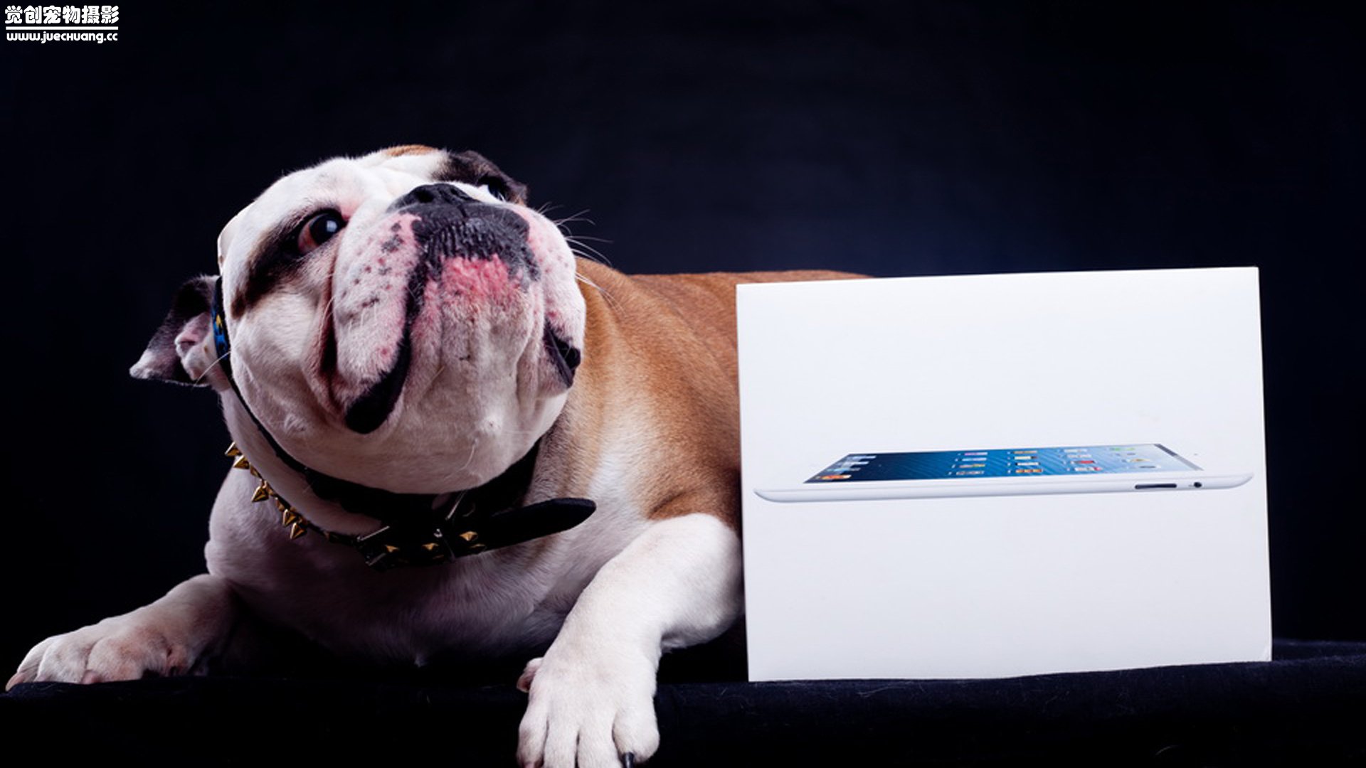 萌宠,汪星人,狗,可爱,卖萌,觉创摄影,@觉创摄影,儿童桌面专用