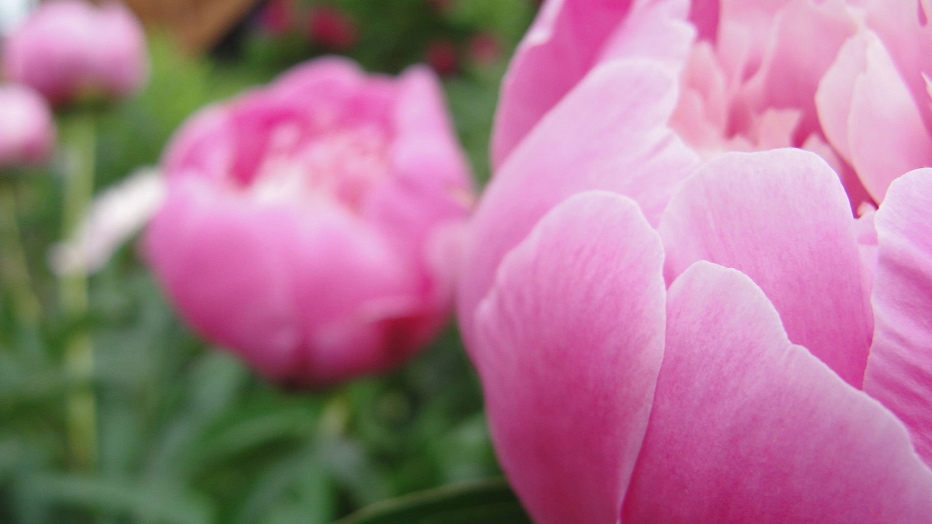 小清新,娇艳欲滴,花,儿童桌面专用